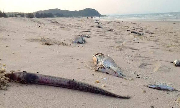 Nỗi lo biển độc...