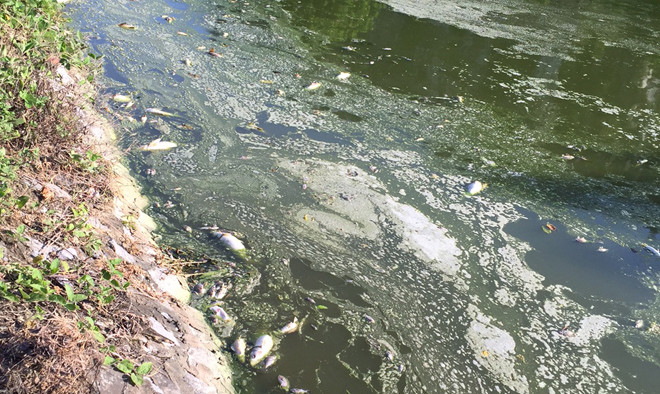 Cá chết tại hồ. (Ảnh chụp chiều 17/7). Ảnh: Hoàng Lam.