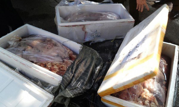 Tang vật của một vụ vận chuyển thịt bẩn, nội tạng thối.s
