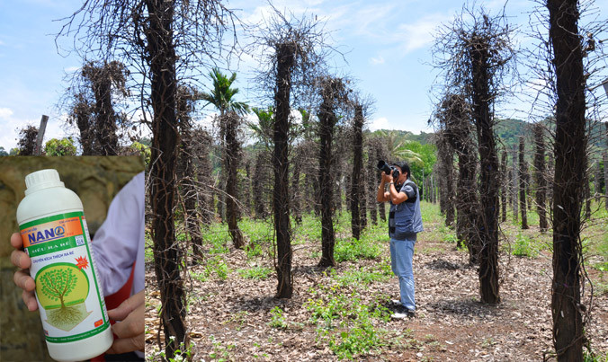 Một vườn tiêu chết vì sâu bệnh và phân bón giả tại Đắk Nông (ảnh to). In giả nhãn quản lý chất lượng trên chai phân 1 lít của Cty Thuận Phong (ảnh nhỏ).