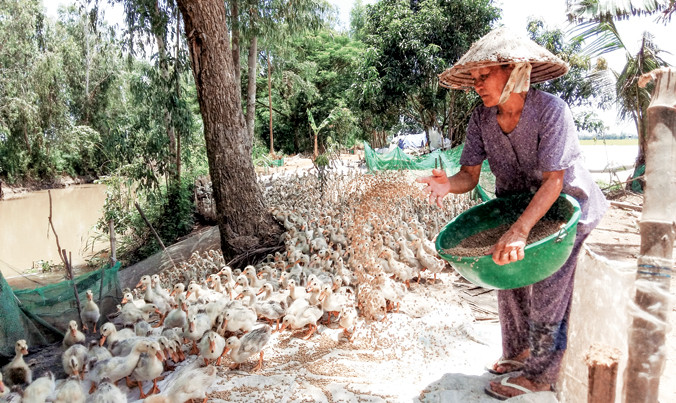 Bà Năm Thiền với đàn vịt 6.000 con.