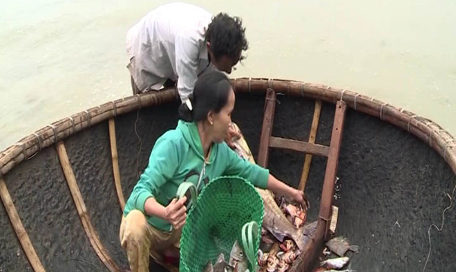 Ngư dân vớt cá chết trôi dạt vào vùng biển Quảng Trị. Ảnh: Trần Tĩnh.