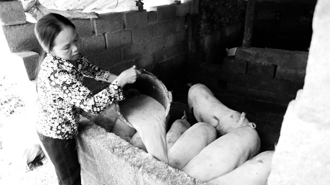 Chị Hoàng Thị Dung, xóm Lũng Lo, xã Đoài Côn phát triển đàn lợn được vốn ngân hàng chính sách đầu tư.