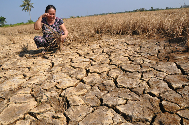 Bà Châu Ngọc Điệp bật khóc trên cánh đồng lúa chết khô. Ảnh: Hồng Lĩnh.