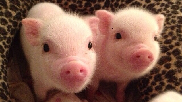 Cậu bé 14 tuổi được ghép giác mạc từ lợn thành công