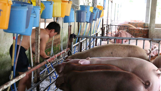 Công nhân trại lợn của ông Thái đang bơm nước vào miệng lợn. Ảnh: Ngô Bình.