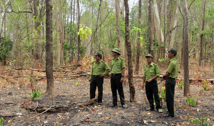 Khu vực rừng khộp của xã Krông Na (Buôn Đôn, Đác Lắc), nơi dự kiến xây dựng nhà máy thủy điện Đrăng Phôk nằm ở vùng lõi Vườn Quốc gia Yok Đôn có khoảng 63 ha thuộc phân khu bảo vệ nghiêm ngặt. Ảnh: Báo Nhân dân