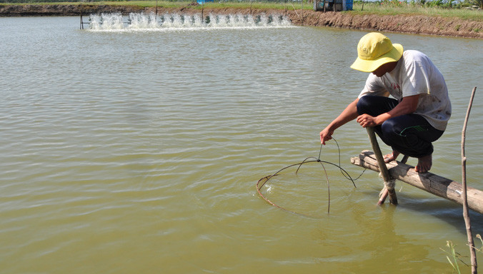Công nhân kiểm tra tôm.