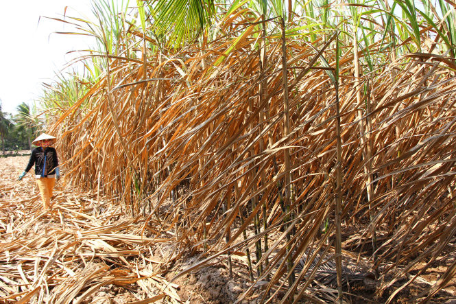 Một vườn mía tại xã An Thạnh 2, huyện Cù Lao Dung, Sóc Trăng bị còi cọc và chết cháy do nhiễm mặn và hạn hán kéo dài. Ảnh: Tuổi trẻ.