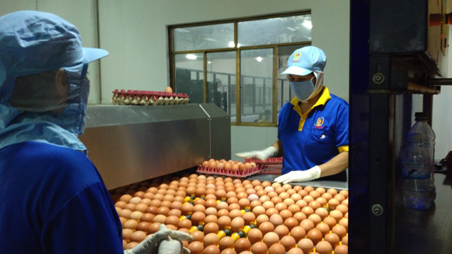 Trứng gia cầm được bỏ kiểm dịch.