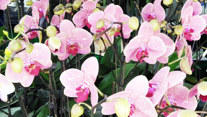 Lan hồ điệp giống mới.