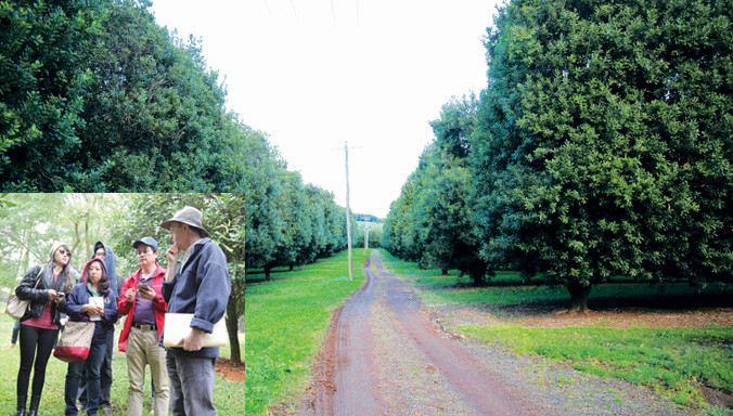 Vườn ươm giống Gray thuộc địa phận bang New South Wale (ảnh to) Chuyên gia trung tâm nghiên cứu mắc ca lớn thuộc Bộ Nông nghiệp Úc đang chia sẻ về kỹ thuật trồng và chăm sóc mắc ca (ảnh nhỏ).
