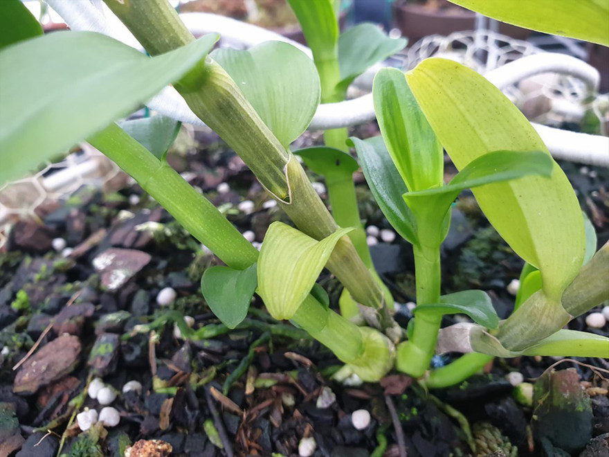 Lan được cấy ghép tại vườn của ông Bùi Hữu Giang (trú quận Lê Chân, Hải Phòng), người "thực hiện giao dịch" lan đột biến trị giá 250 tỷ đồng. Ảnh: Hoàng Dương