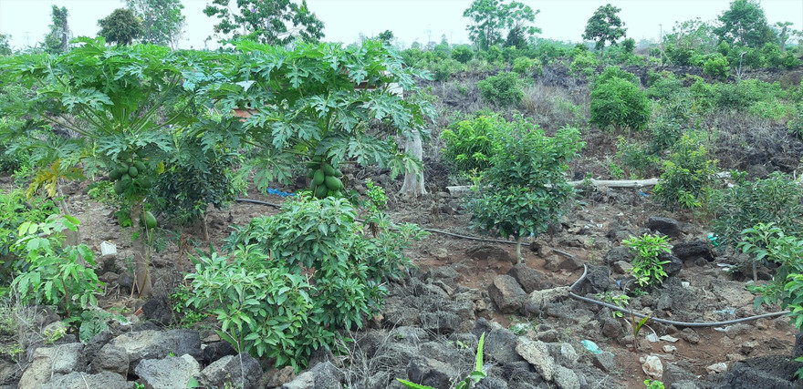 Vườn cây ăn trái trồng trên đá bazan