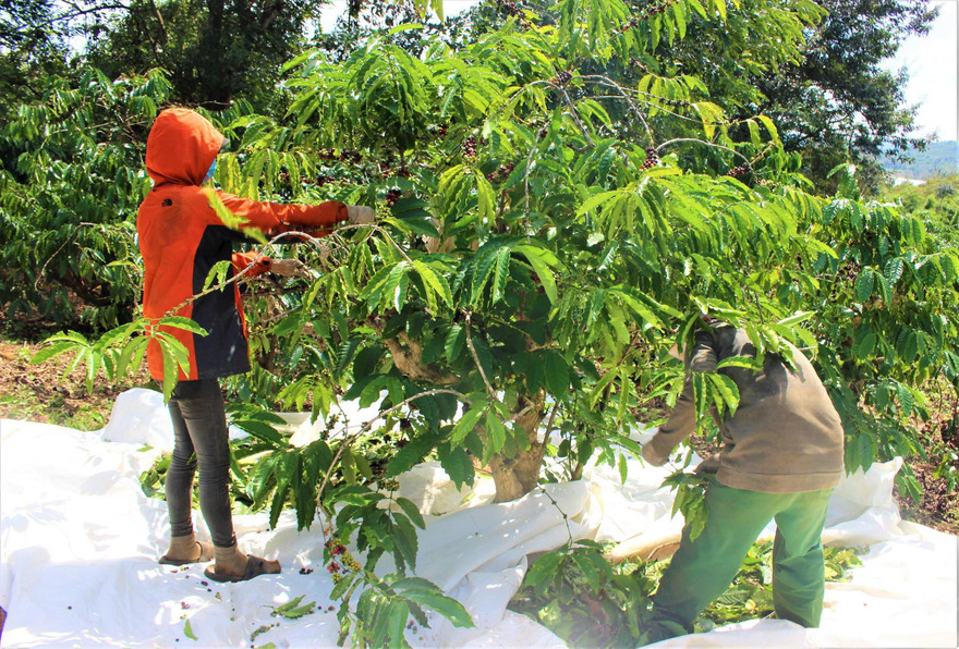Tây Nguyên đang bước vào vụ thu hoạch cà phê