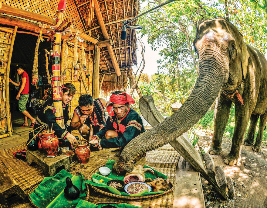 Voi vươn vòi tìm thức ăn trong lễ cúng sức khỏe cho voi. Ảnh: Duy Thương