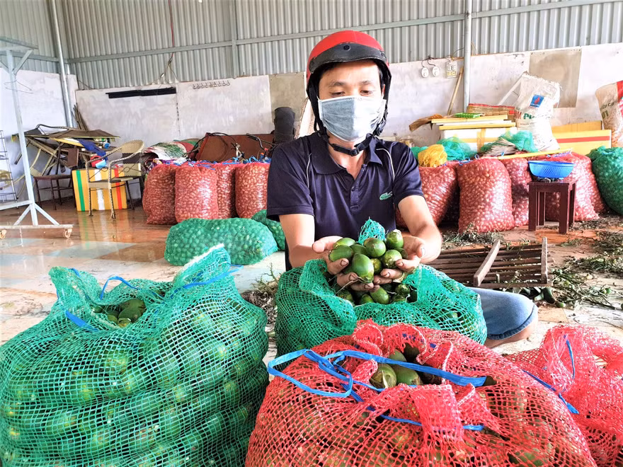 Một đại lý ở Đắk Lắk thu mua hàng trăm tấn cau tươi mỗi năm