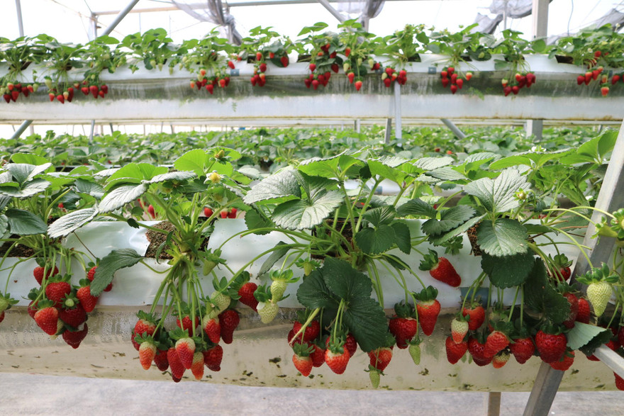 Dâu tây Đà Lạt