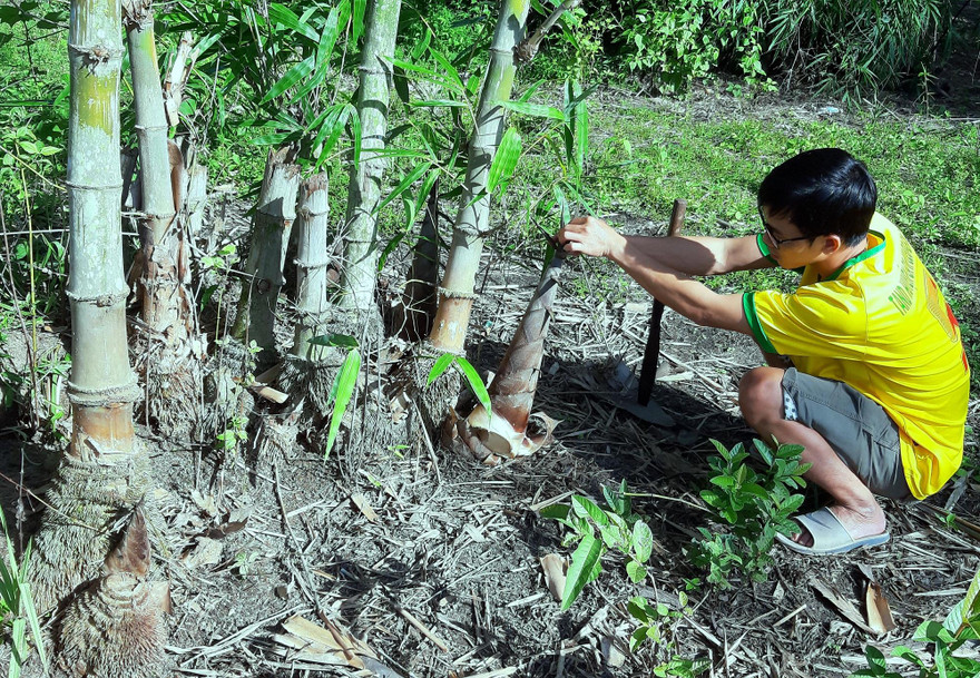 Người đi lấy măng phải có kinh nghiệm và tay nghề