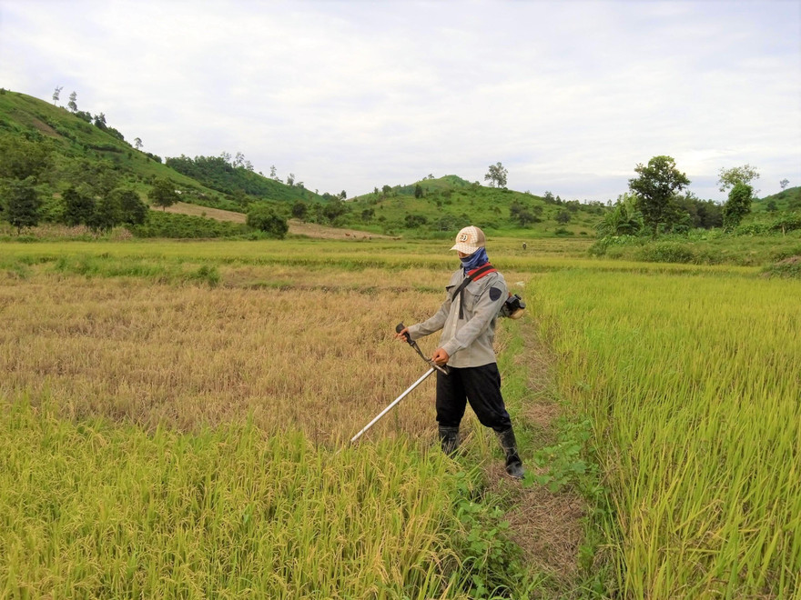 Anh Y.S thu hoạch lúa sau khi khỏi bệnh