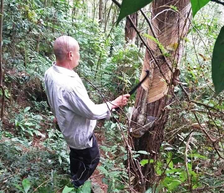 Hàng nghin cây thông trong vườn Quốc gia Tam Đảo bị cạo vỏ lấy nhựa