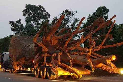 Một trong 3 chiếc xe chở cây quá khổ, quá tải bị cảnh sát giao thông Thừa Thiên Huế xử phạt hôm 30/3