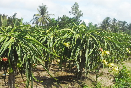 Vườn thanh long đang ra bông ở Trà Vinh. Ảnh: VnExpress