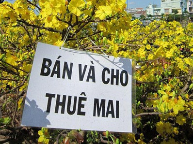 Nhộn nhịp dịch vụ cho thuê mai, đào chưng Tết