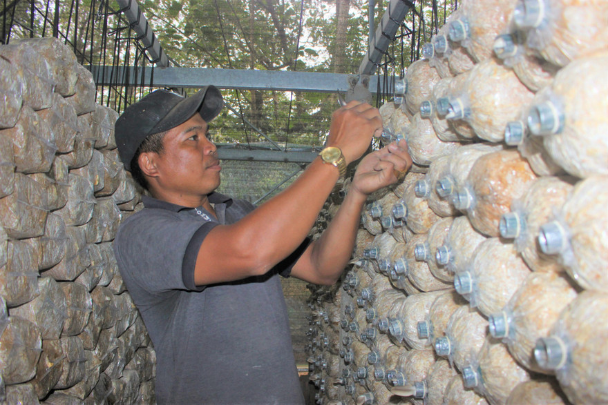 Anh Y Chinh vệ sinh bịch nấm 