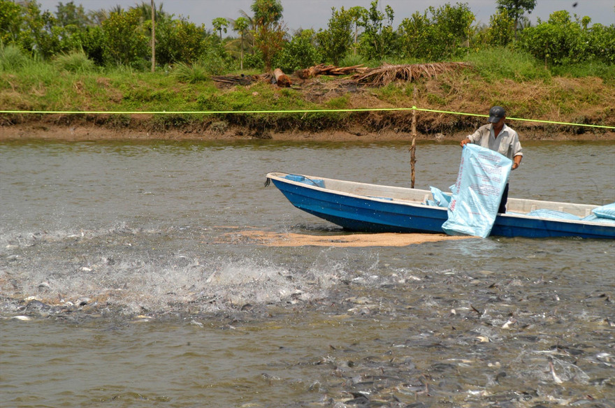 Nuôi cá tra ở ĐBSCL Ảnh: CẢNH KỲ 