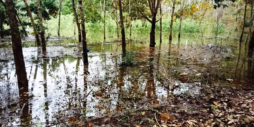 Đất trồng rừng, cây lâm nghiệp của người dân Nam Đông bị ngập úng, lụi chết do tích nước hồ chứa 