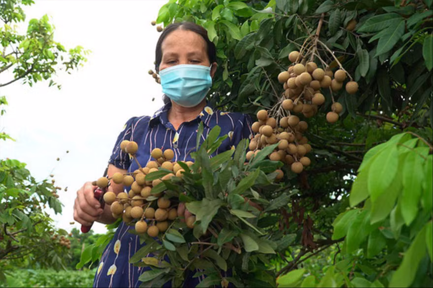 Nông dân ở Sơn La tỏ ra lo lắng trước việc nhãn đến vụ thu hoạch nhưng bí đầu ra Ảnh: PV 