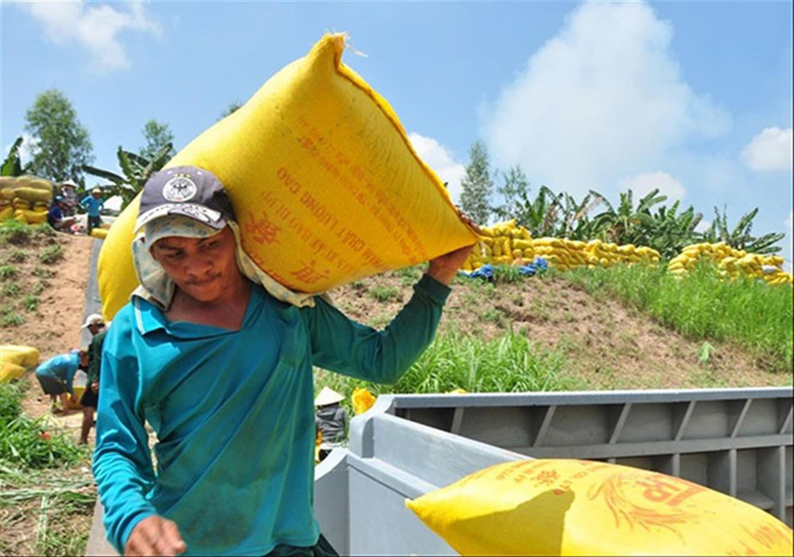 Nông dân ĐBSCL đang chờ đợi việc hỗ trợ để sớm thu hoạch vụ lúa hè – thu 