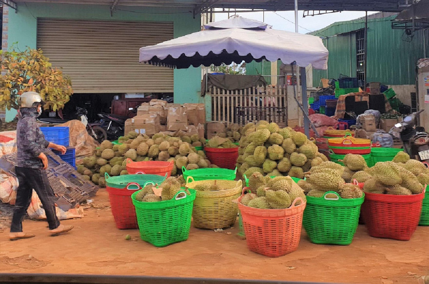 Một vựa thu mua sầu riêng tại huyện Krông Pắc Ảnh: Huỳnh Thủy