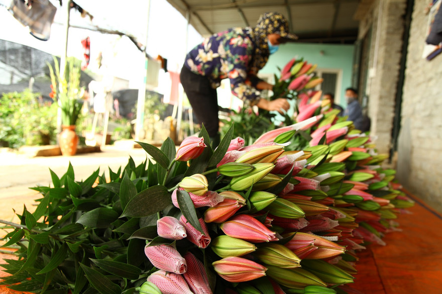 Người trồng hoa ly ở xã Song Mai mong muốn việc tiêu thụ hoa thuận lợi trong vài ngày cận Tết