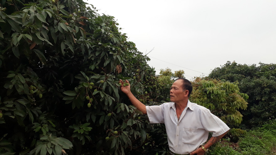 Người trồng vải ở tỉnh Bắc Giang bước vào mùa vụ