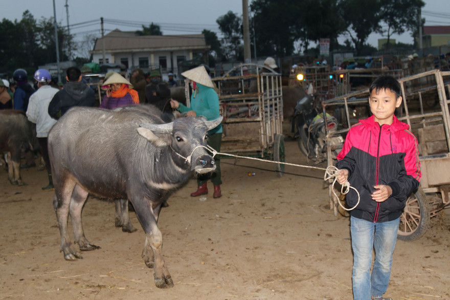 Ðứa trẻ “đòi” trâu ở chợ Ú 
