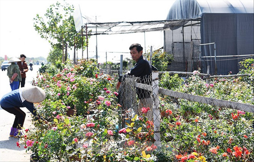 Hoa hồng cành, hồng thế nở rộ khoe sắc đón Tết, thế nhưng người nông dân Mê Linh lại đang lo về một mùa kinh doanh không thuận lợi 