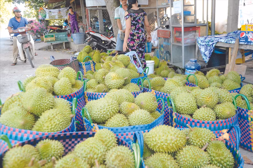 Sầu riêng là một trong những​cây trồng​nhạy cảm với mặn​cần được bảo vệ. ẢNH: CẢNH KỲ