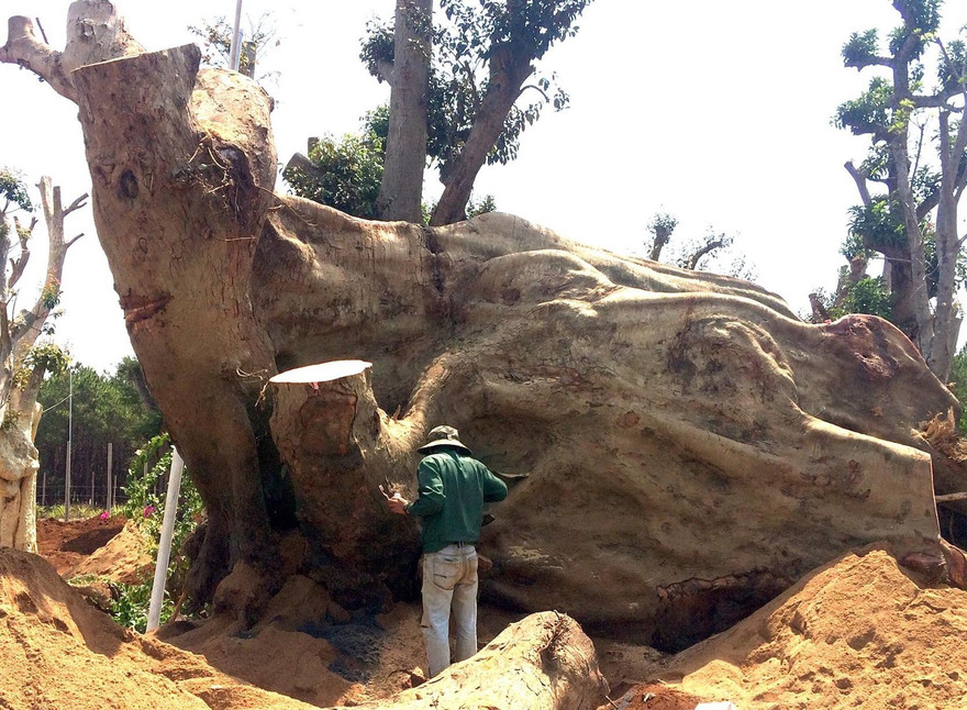 Cây sung khổng lồ 