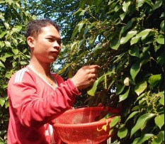 Anh Nguyễn Vũ Phong thu hoạch tiêu ẢNH: HÒA HỘI 
