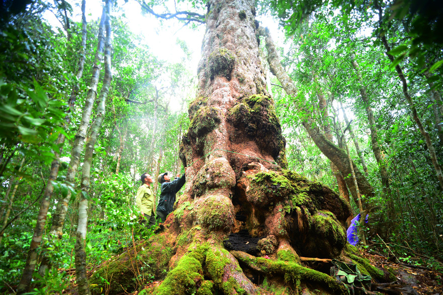 Cổ thụ nghìn năm tuổi trên đỉnh Cư Yang Sin