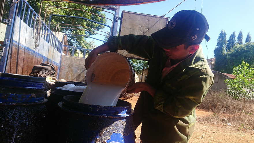 Công nhân thu gom mủ cao su Ảnh minh họa của vũ long