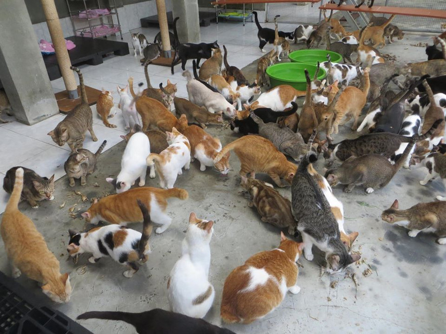 Một góc “nơi trú ẩn” của Leo và các bạn 