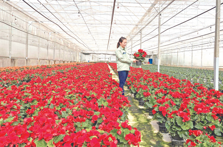 Trang trại hoa của Dalat Hasfarm 