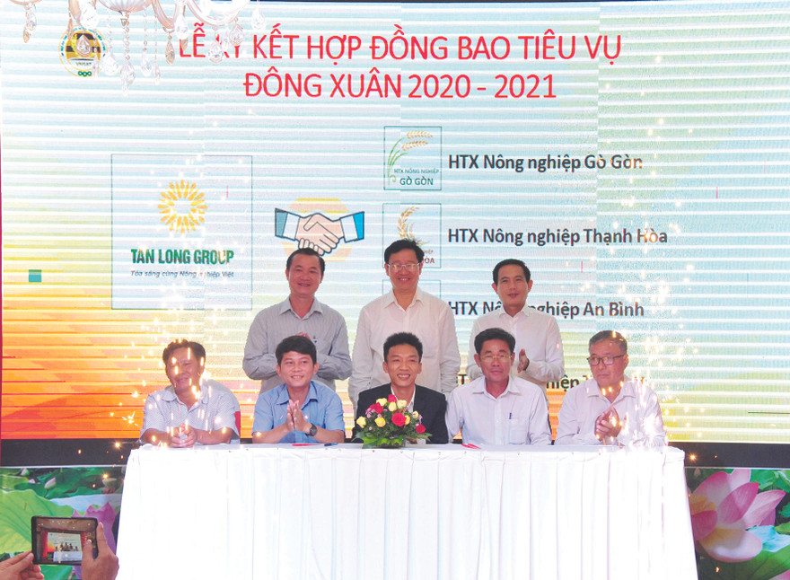 Tập đoàn Tân Long vừa ký kết bao tiêu với các HTX tại ĐBSCL với các loại lúa chất lượng cao 
