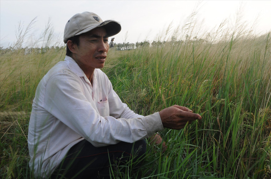 Anh Dương Văn Thanh Vũ (ở xã Tân Thành, huyện Gò Công Đông, Tiền Giang) bên ruộng lúa xem như đã mất trắng do thiếu nước. Ảnh: CẢNH KỲ