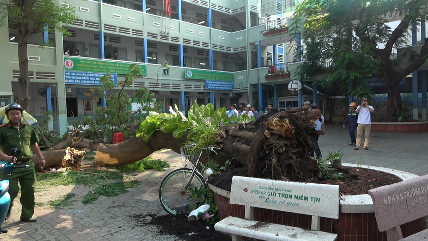 Cây phượng vỹ trong sân Trường THCS Bạch Đằng ( TPHCM) bật gốc làm 18 học sinh thương vong sáng 28/5 