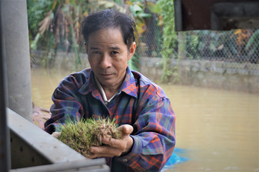 Khóc ròng vì lũ khiến thóc mọc mầm, gạo hóa bột