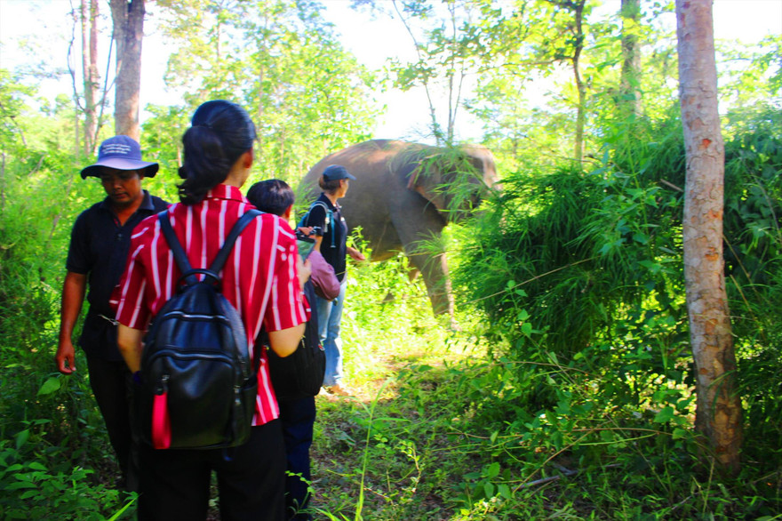 Du lịch voi thân thiện 